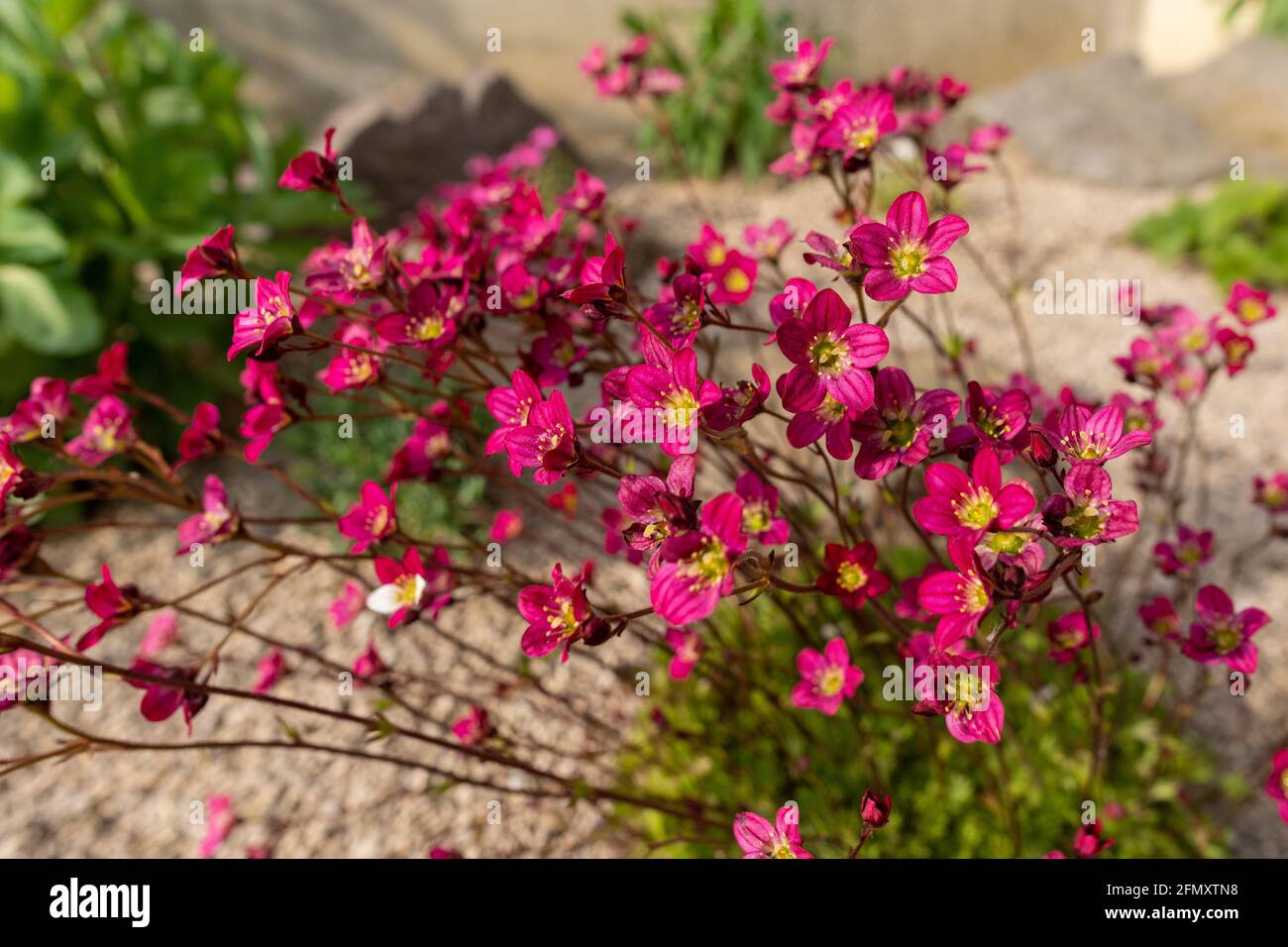 Saxifraga arendsii. Blooming saxifraga in rock garden. Rockery with small pretty pink flowers, nature background. Stock Photo