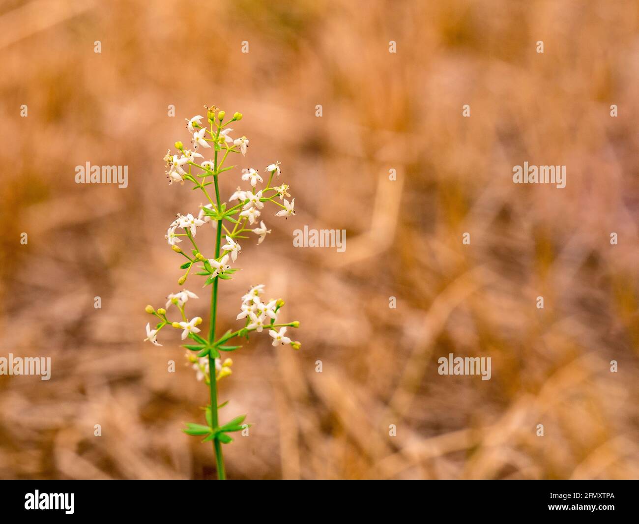 Galium album - White bedstraw on a meadow - shallow depth of field Stock Photo
