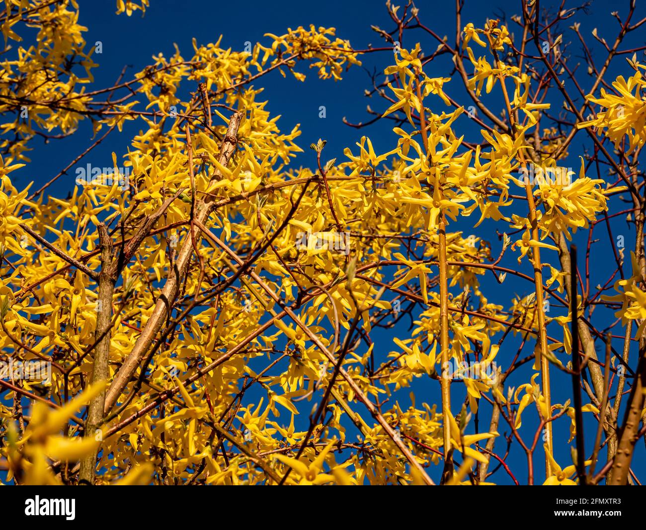 Yellow flowers of Forsythia x intermedia in direct sunlight at the time of the golden hour, against the dark blue sky Stock Photo