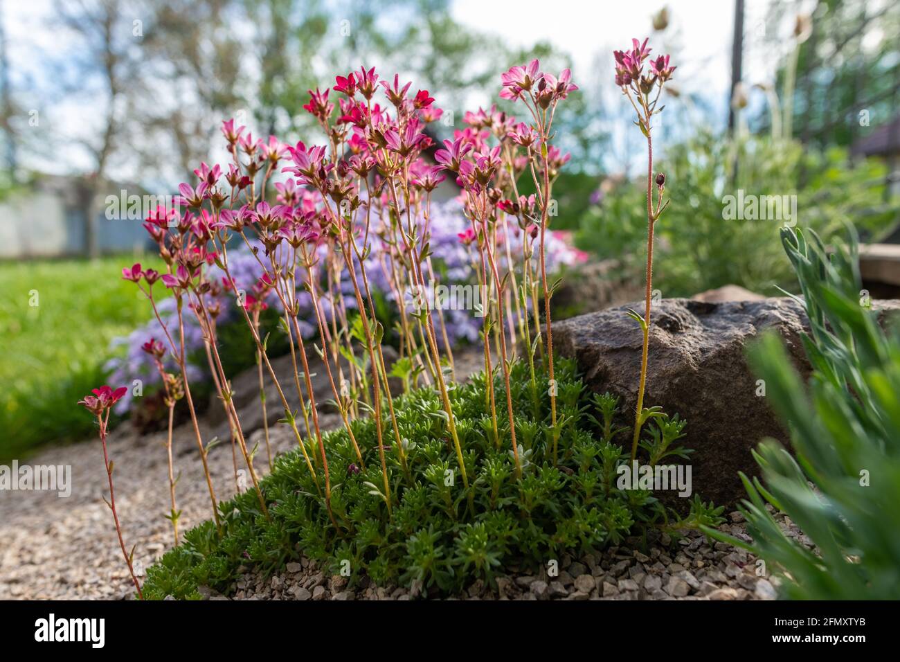 Saxifraga arendsii. Blooming saxifraga in rock garden. Rockery with small pretty pink flowers, nature background. Stock Photo