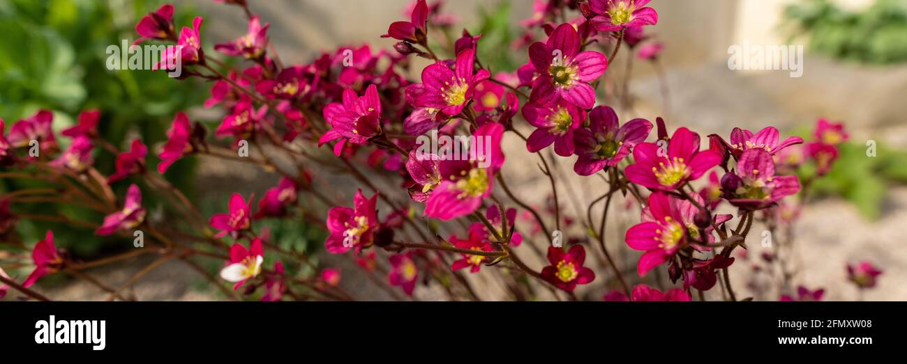 Saxifraga arendsii. Blooming saxifraga in rock garden. Rockery with small pretty pink flowers, nature web banner background. Stock Photo