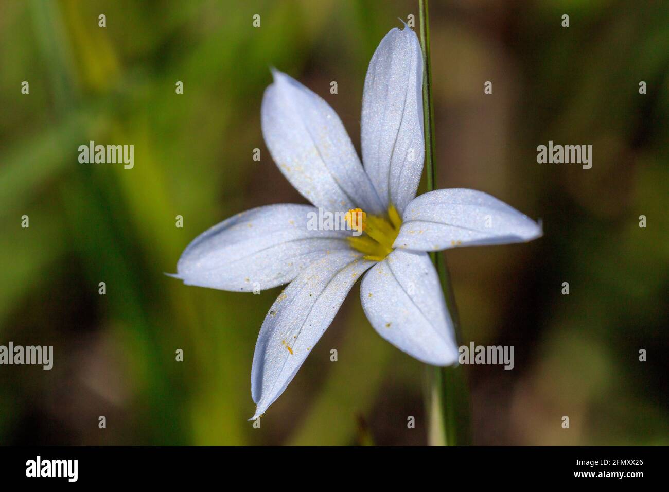 Sisyrinchium campestre (prairie blue-eyed grass or white-eyed grass)  May 11th, 2021 Stock Photo