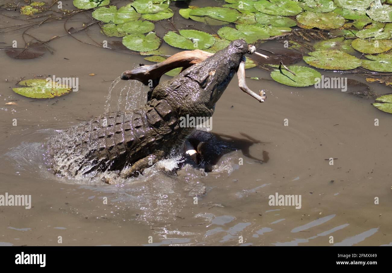 This reptile showed off his powerful thrash for the camera. SOUTH