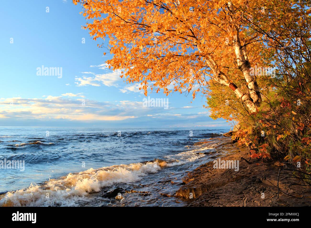 A birch tree on the lakeshore blazes with autumn colors of orange and gold, set off by a bright blue sky and low clouds Stock Photo