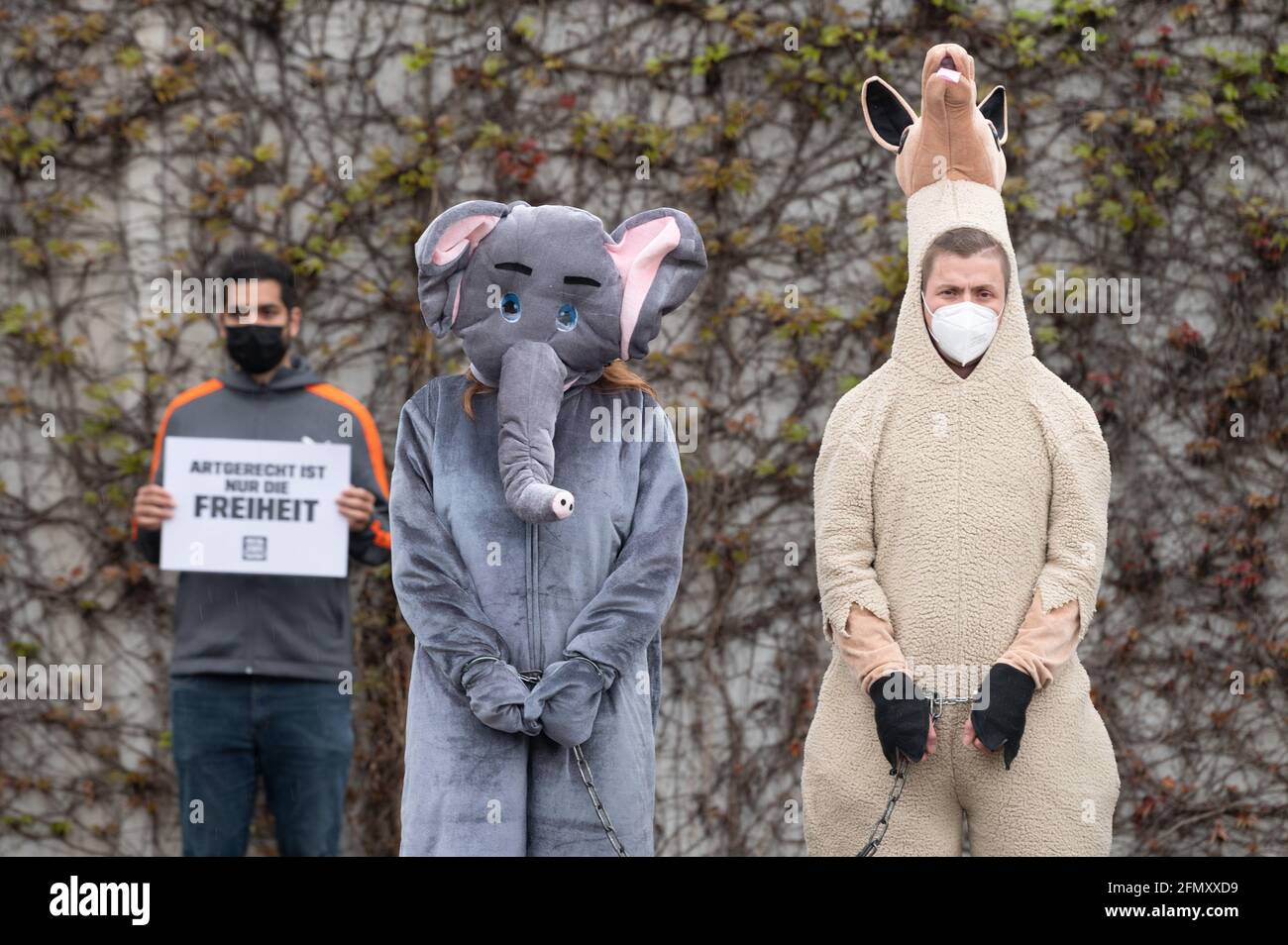 Dresden, Germany. 12th May, 2021. Participants of a demonstration of the  animal rights organization Peta wear animal costumes and handcuffs on a  chain on the sidelines of a city council meeting at