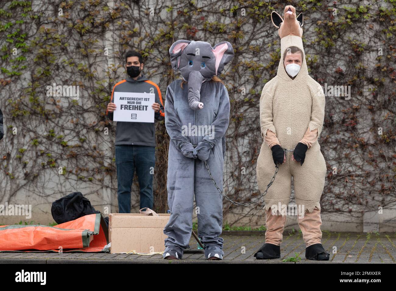 Dresden, Germany. 12th May, 2021. Participants of a demonstration of the animal rights organization Peta wear animal costumes and handcuffs on a chain on the sidelines of a city council meeting at Dresden, Germany. 12th May, 2021. Participants of a demonstration of the animal rights organization Peta wear animal costumes and handcuffs on a chain on the sidelines of a city council meeting at