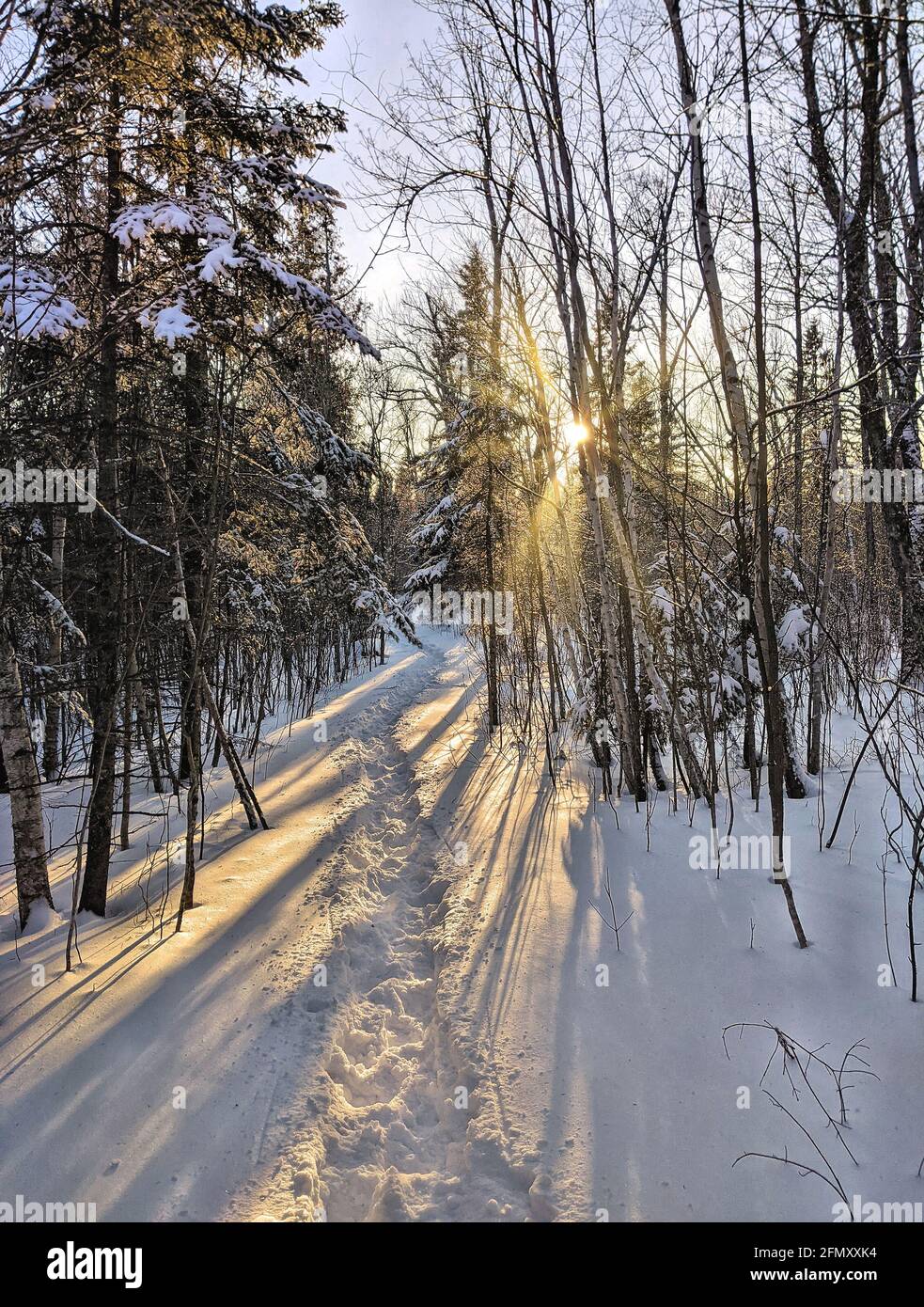 Golden sunrays cast deep shadows across a snowy trail in the northern forest Stock Photo