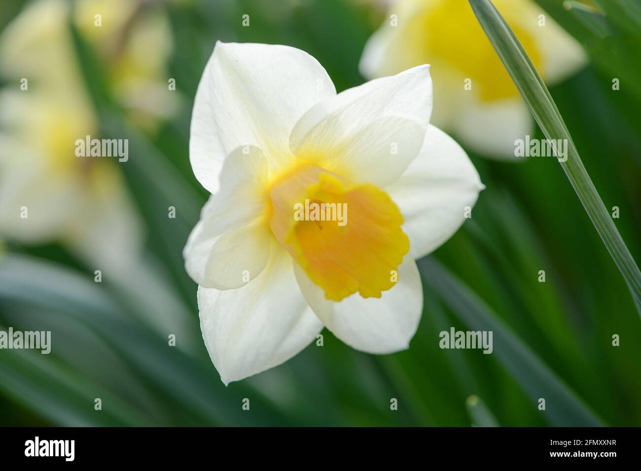 Yellow daffodil narcissus salome hires stock photography and images