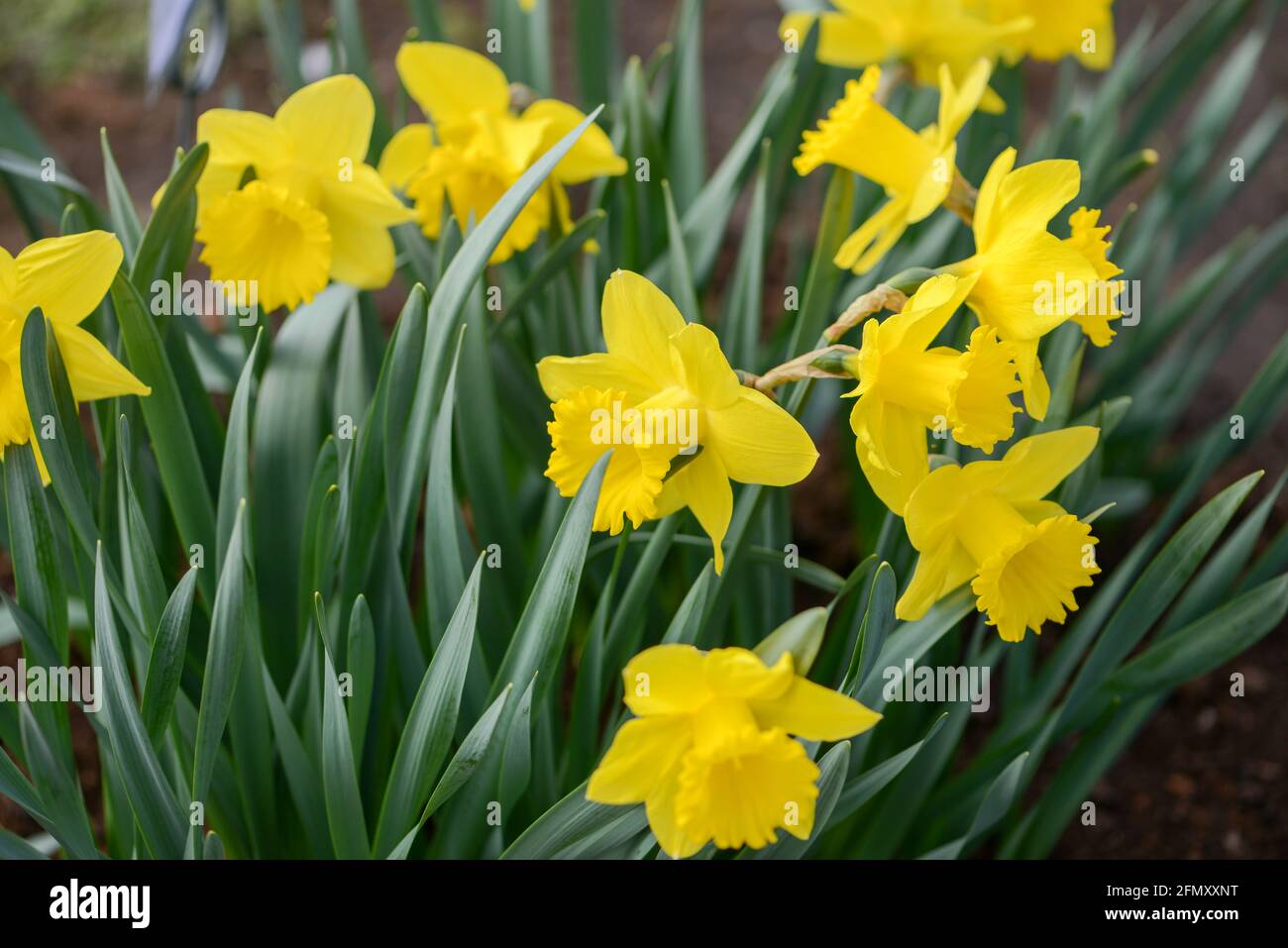Daffodil (Narcissus) variety Saint Keverne blooms in a garden. Close up. Stock Photo