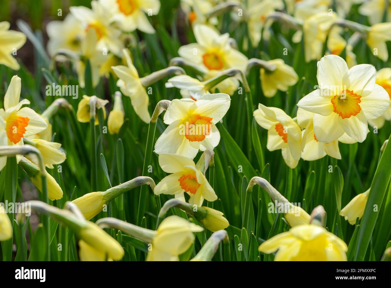 Flora and pomona hires stock photography and images Alamy