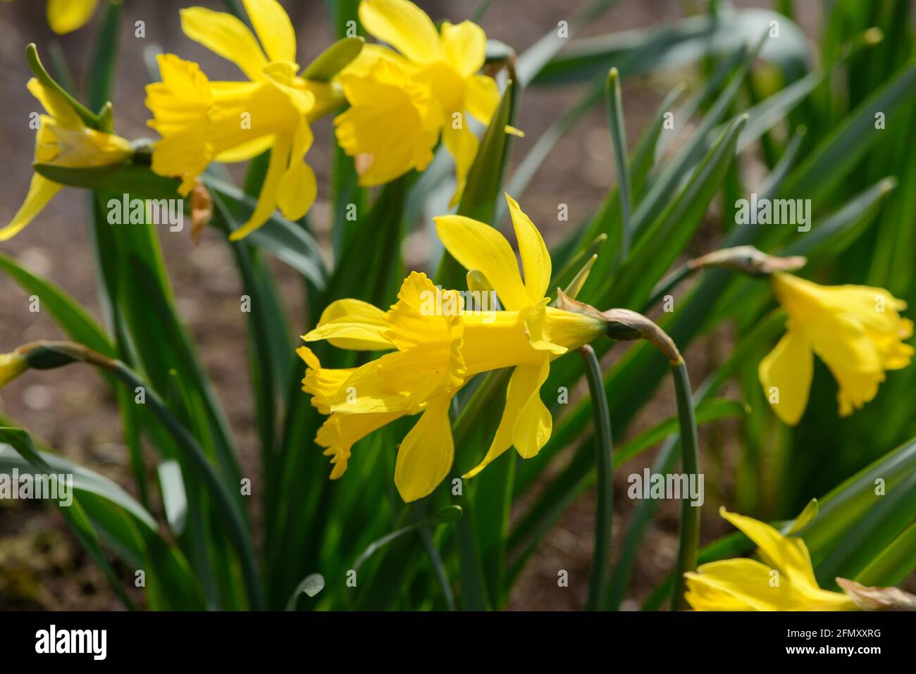 Daffodil (Narcissus) variety Saint Keverne blooms in a garden. Close up. Stock Photo