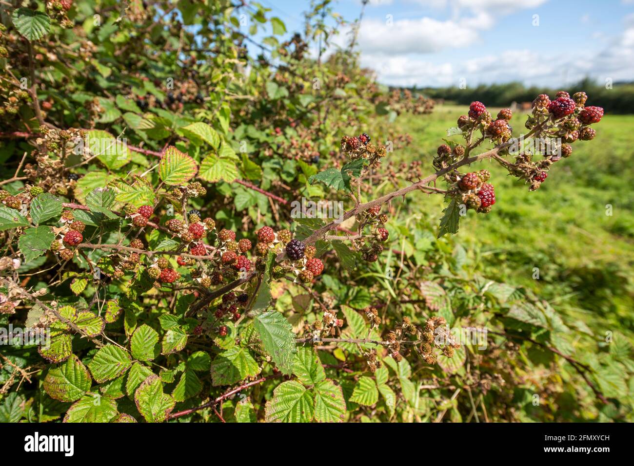 Bramble in hedge, Wales, UK Stock Photo