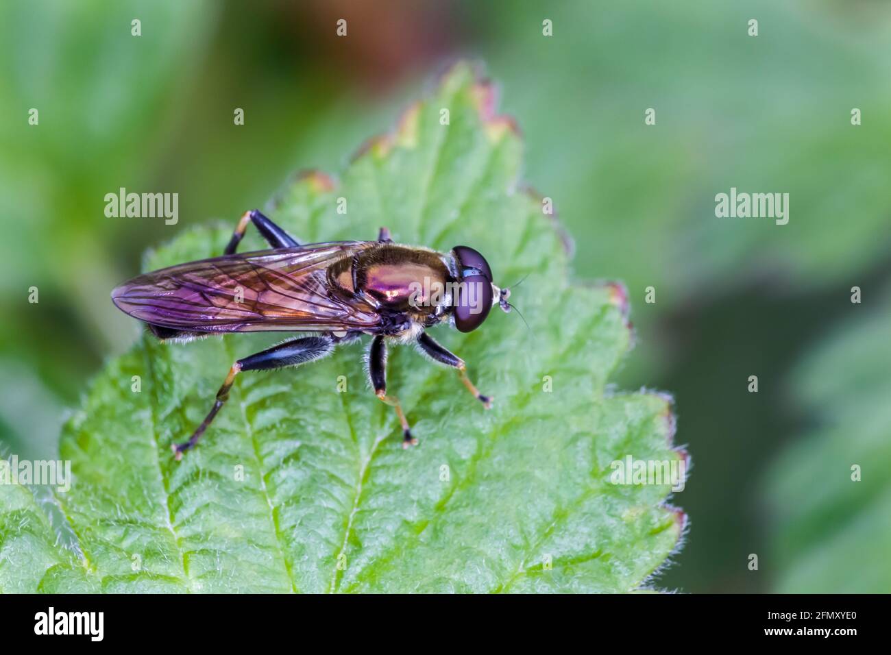 Xylota segnis hoverfly resting on leaf Highlands of Scotland Stock Photo