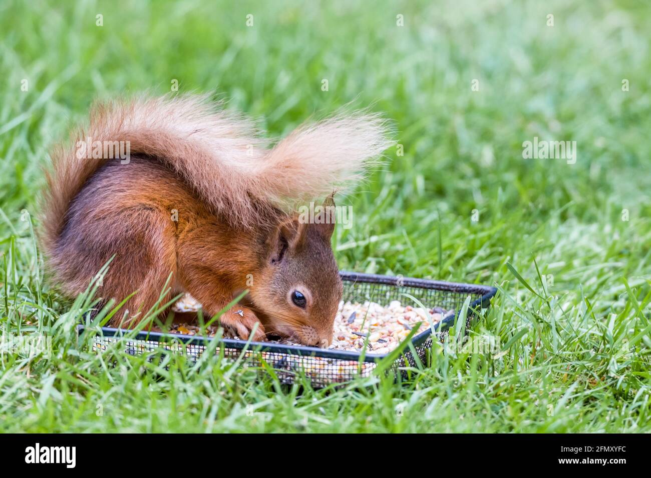 Female adult Red Squirrel Sciurus vulgaris eating from a bird ground feeder in the Highlands of Scotland Stock Photo