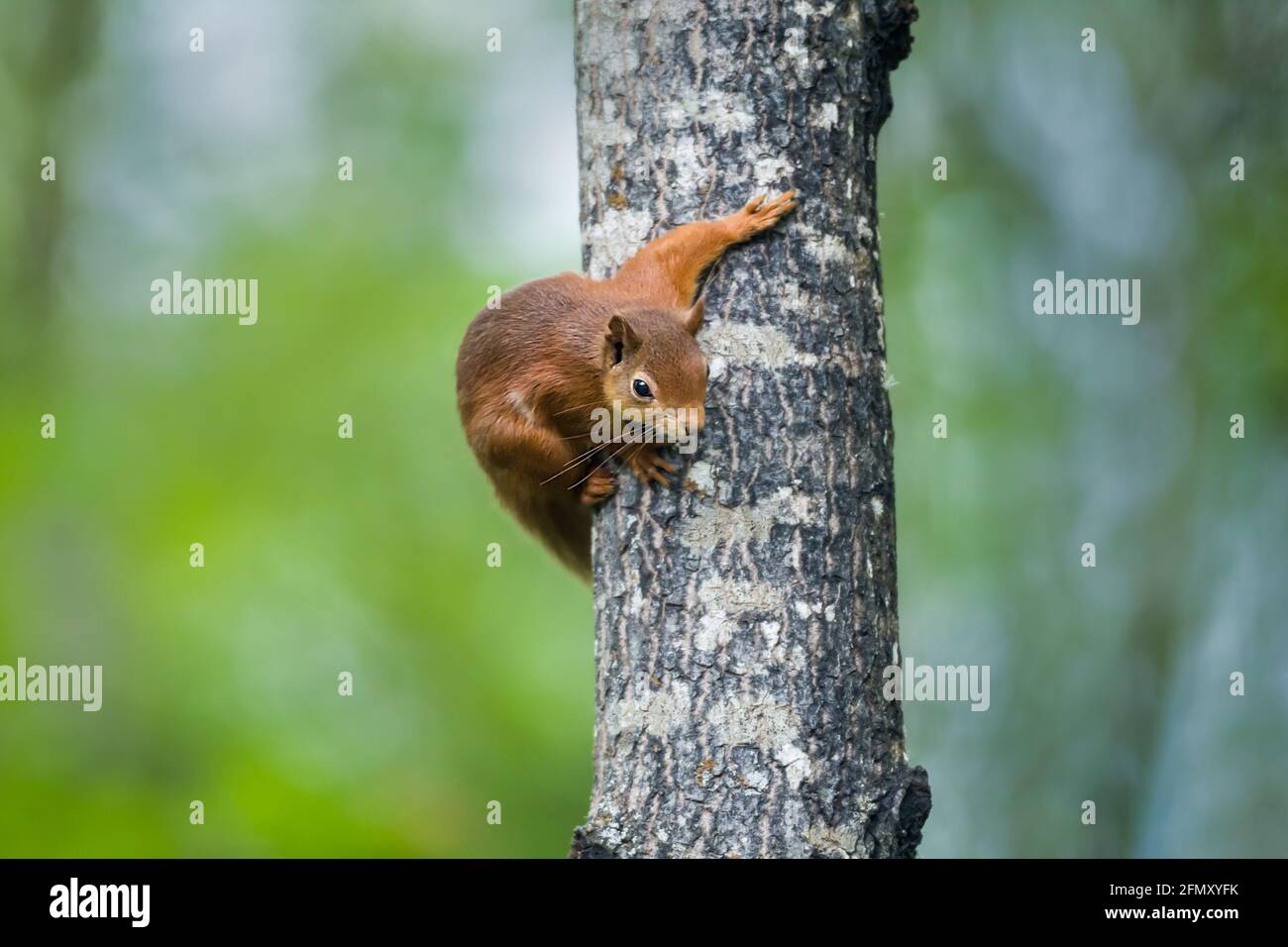 Adult male Red squirrel Sciurus vulgaris climbing down an Aspen tree in the Highlands of Scotland Stock Photo