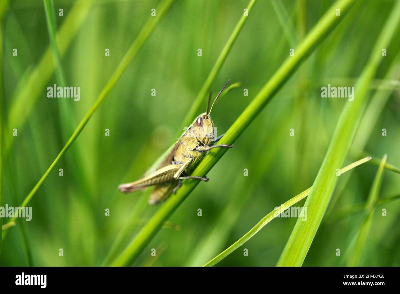 Common grasshopper sitting on blade of grass. Stock Photo