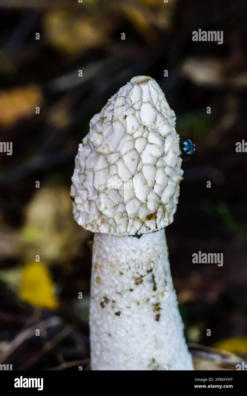 Common Stinkhorn Phallus impudicus after it has lost the gleba highlands of Scotland Stock Photo