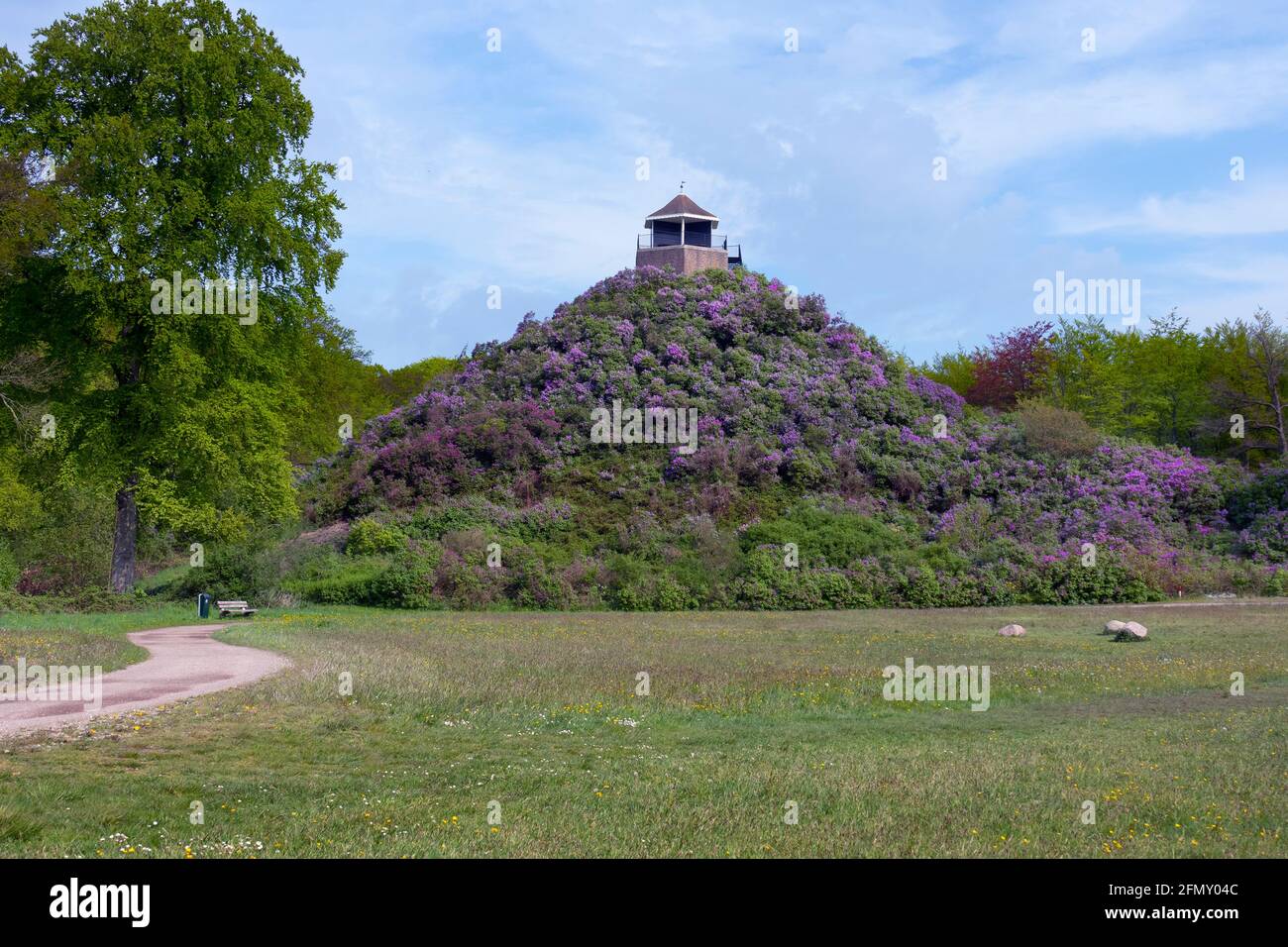 Wassenaar, The Netherlands - May 11, 2021 , Purple Lilac mountain on royal estate the Horsten in The Netherlands in springtime Stock Photo