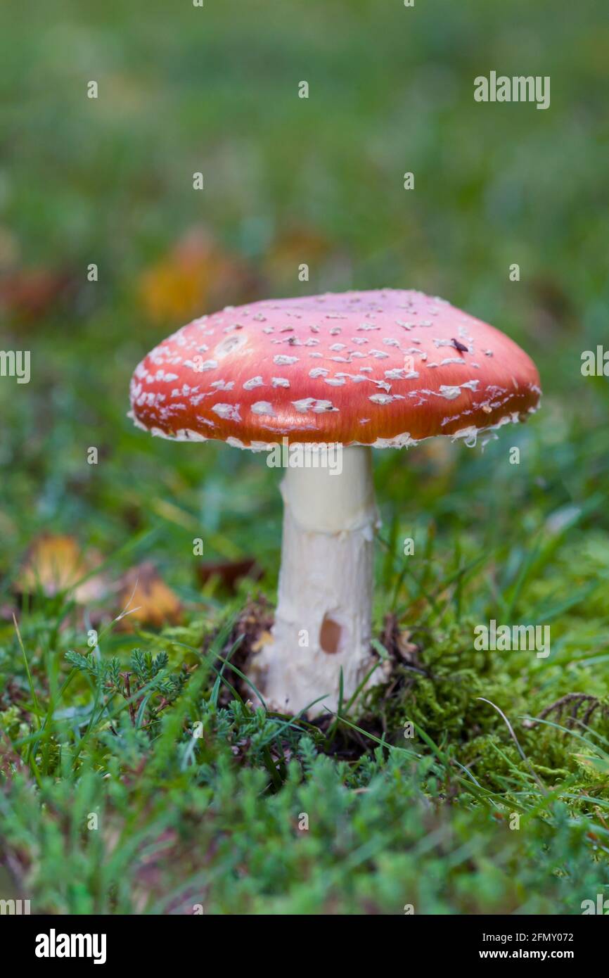 Fly agaric Amanita muscaria growing on grass Stock Photo