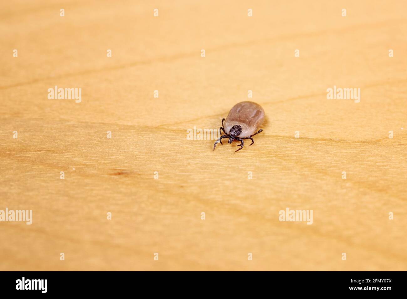 Engorged Tick On Wood Lyme Disease Caused By Borrelia Stock Photo Alamy
