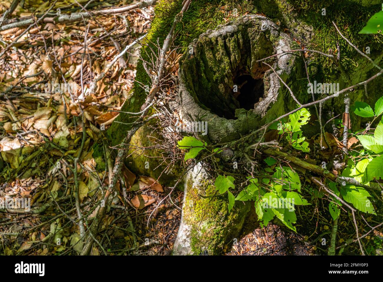 Hollow in the trunk of an old tree Stock Photo