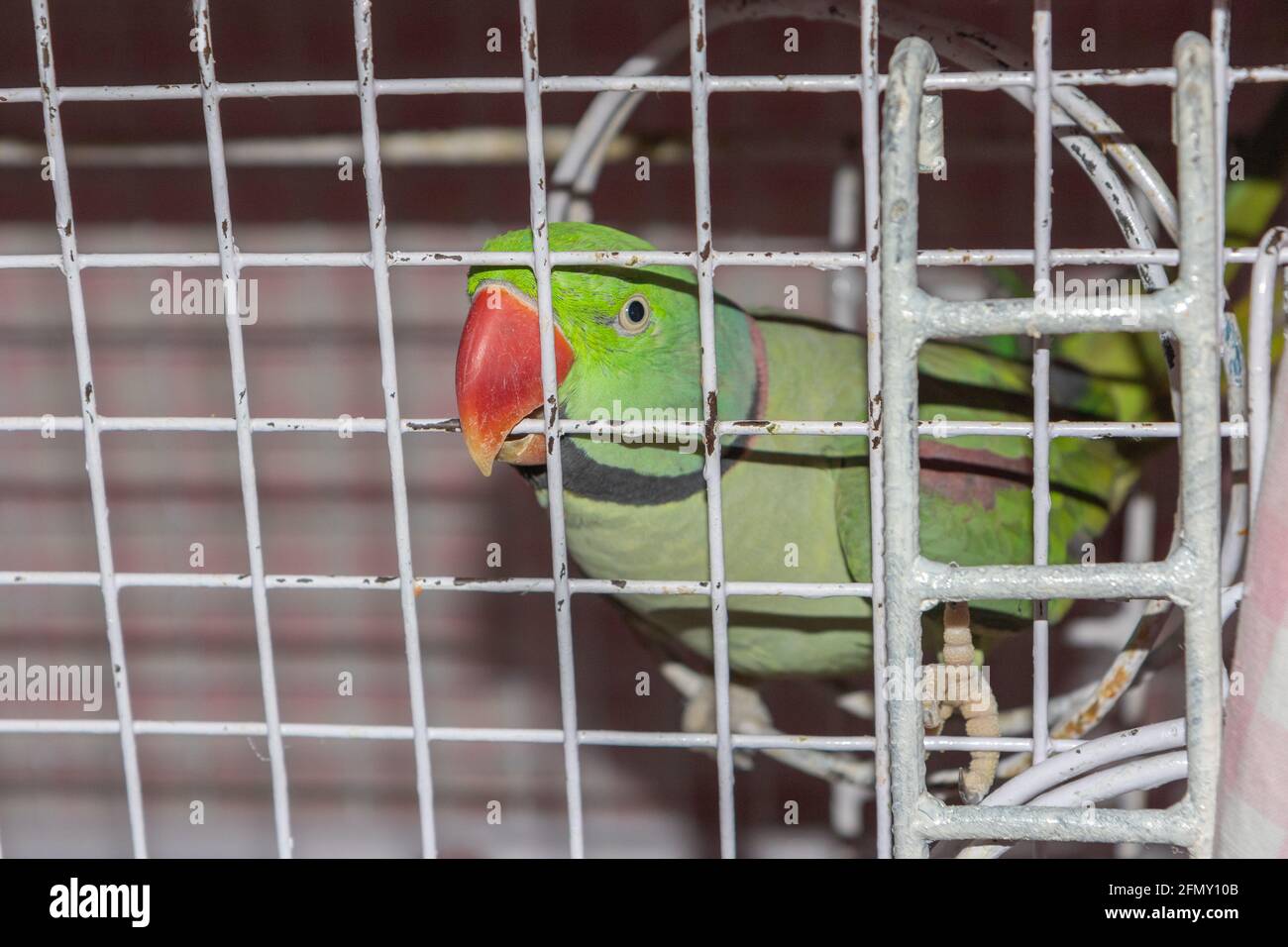 A caged green parrot biting the cage grills with its red beak to break free Stock Photo
