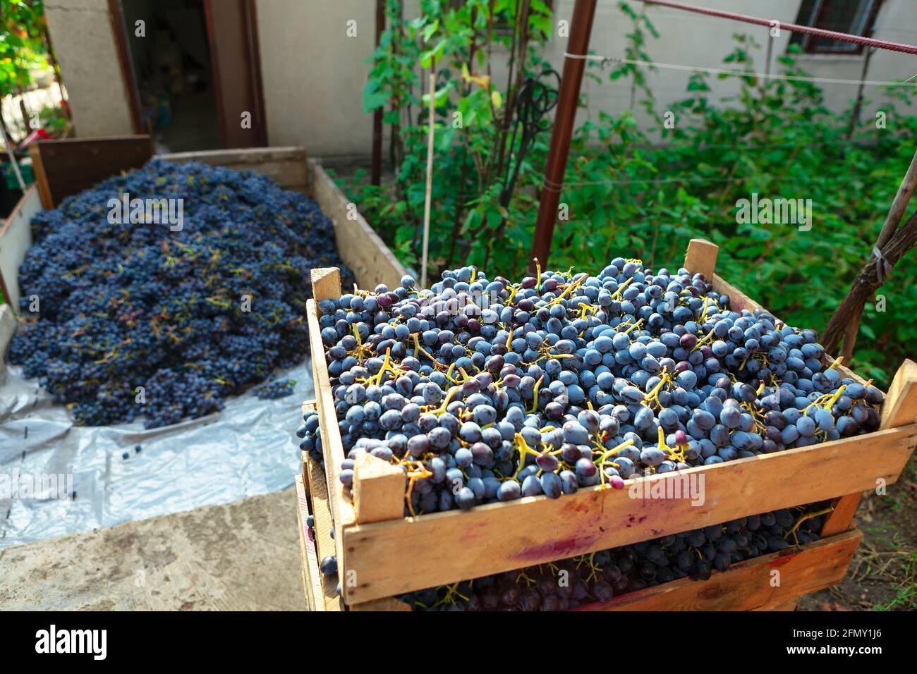 Homegrown grape harvest . Wooden boxes full of ripe grapes Stock 
