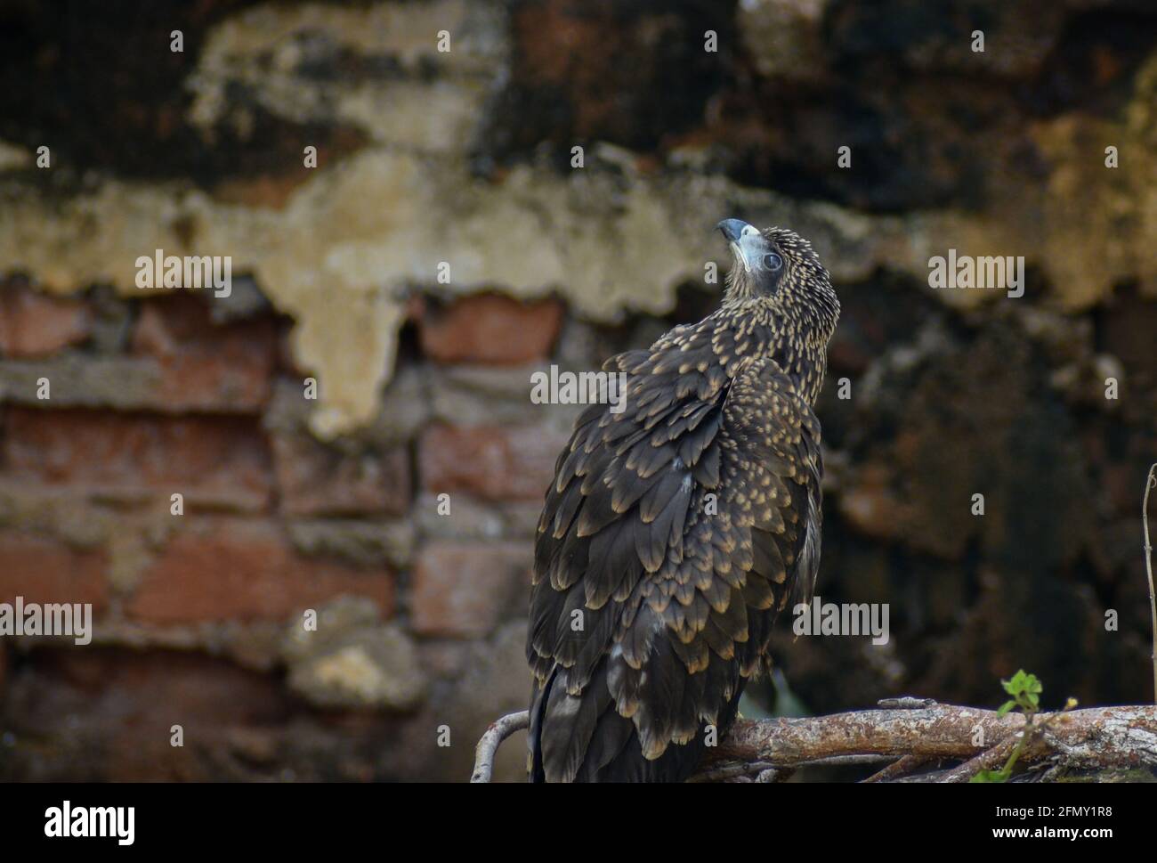 Black kite setting up on a branch of a tree, eagle setting under shade