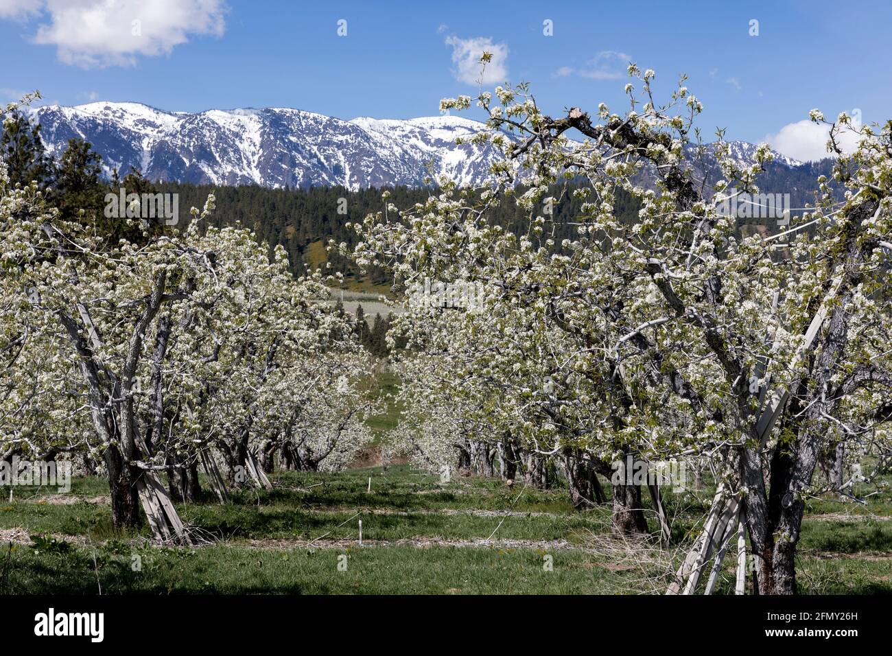 Wenatchee washington orchard hires stock photography and images Alamy