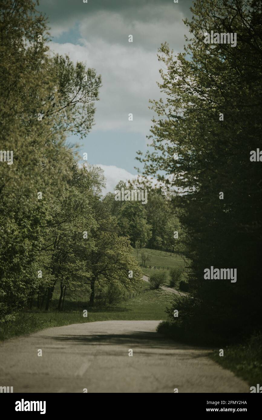Vertical shot of a curving road through a beautiful green forest Stock ...