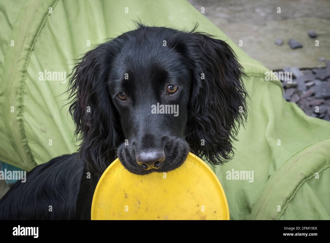 A young male Working Cocker Spaniel holding a yellow toy in his mouth. Stock Photo