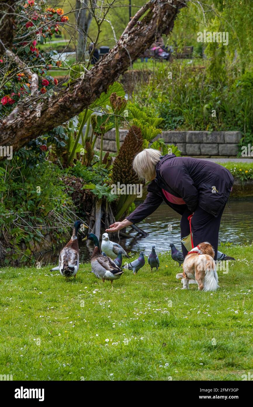 A mature woman feeding wild birds by hand. Stock Photo