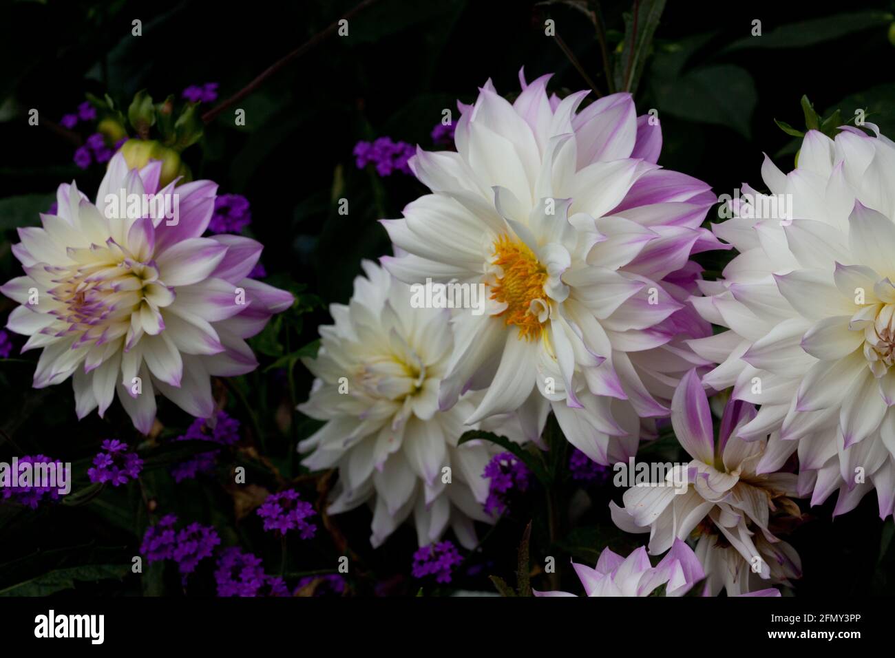 Dahlias Purple High Resolution Stock Photography and Images - Alamy