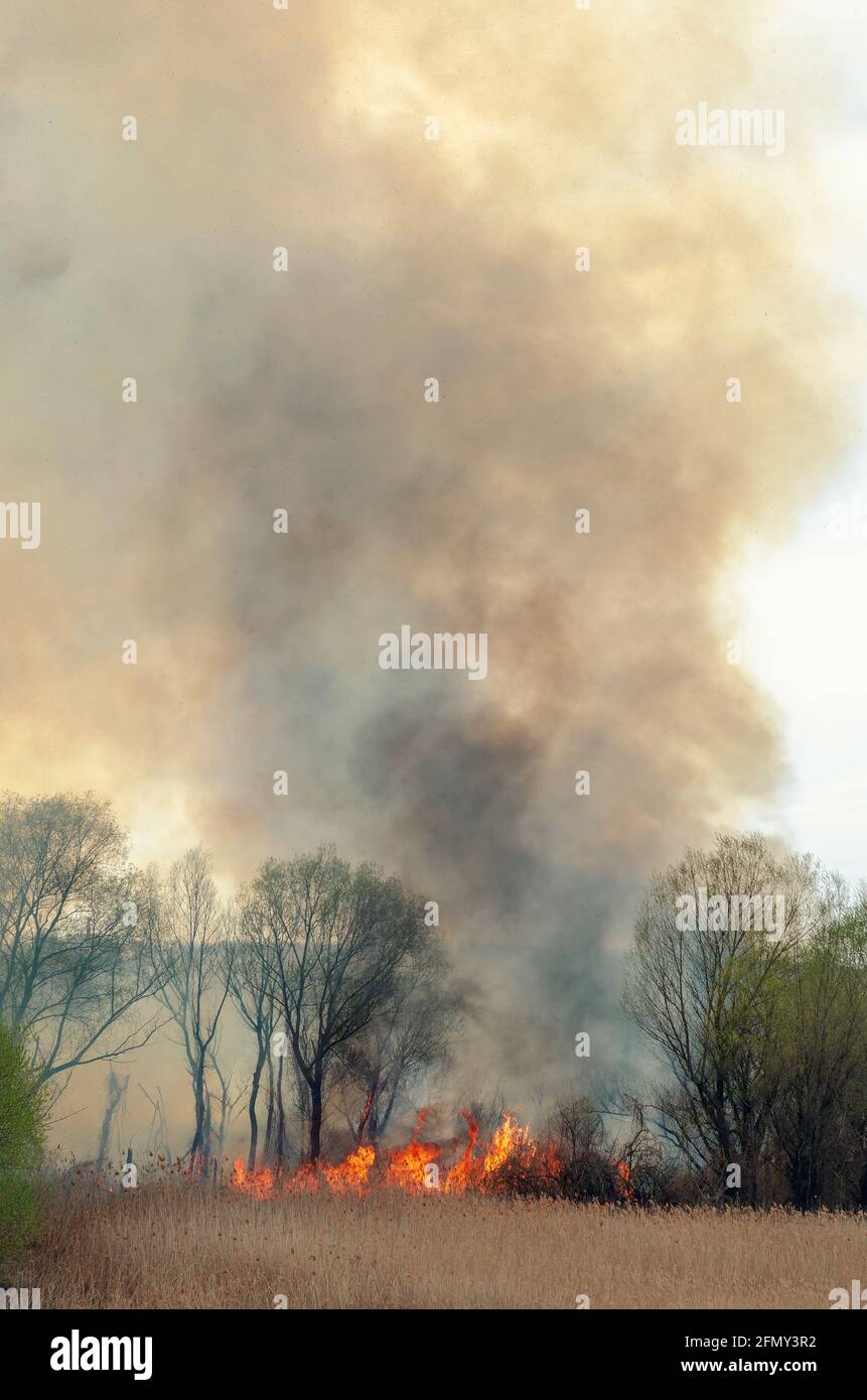Fire Reed Grass Person burning accident hi-res stock photography and images - Alamy