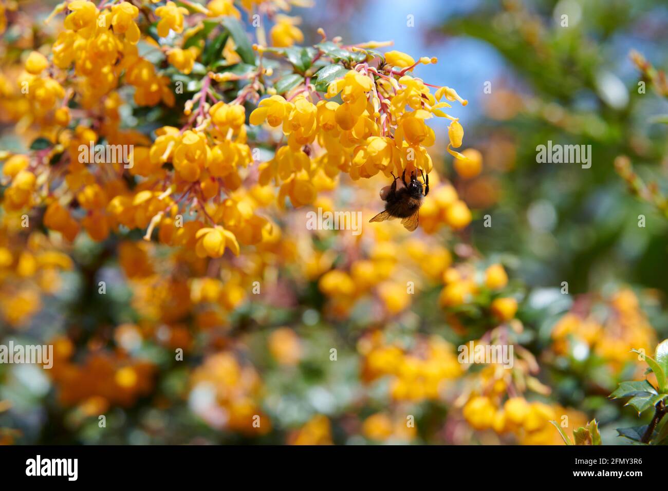 Buff rumped bumblebee (Bombus Terrestris) pollinating the flowers of the common barberry (Berberis vulgaris) Stock Photo