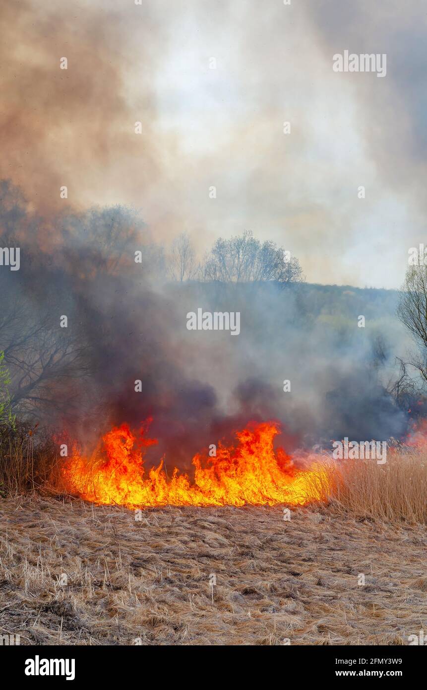 Burning dry grass, reed along lake. Grass is burning in meadow