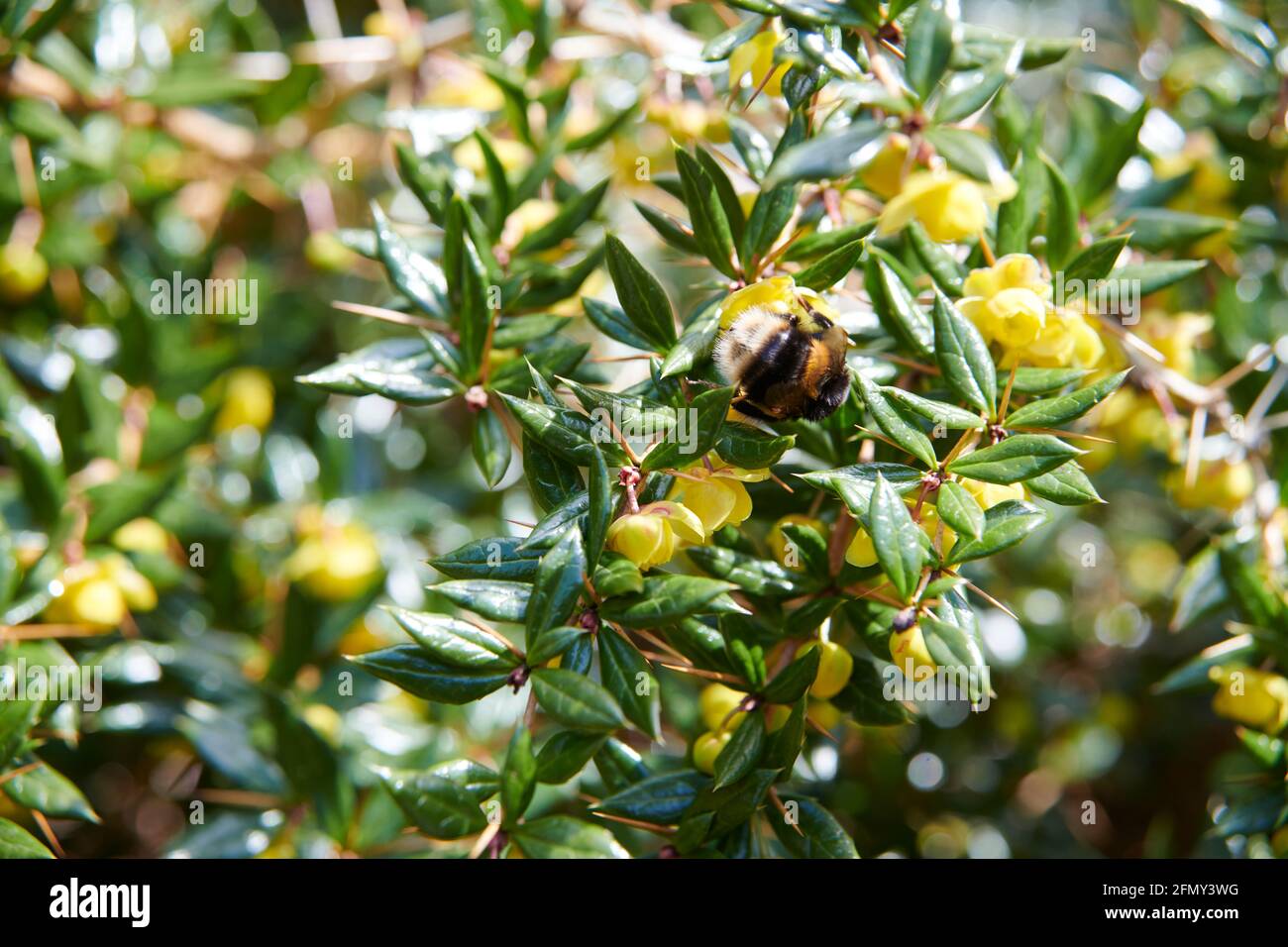 Bombus terrestris, the buff-tailed bumblebee pollinating on a Wintergreen Barbery (Berberis juliana) Stock Photo