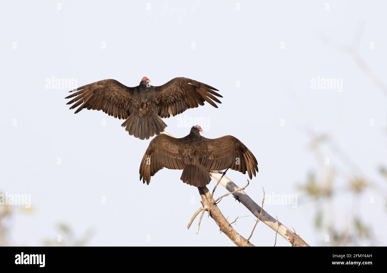 Turkey Vultures Wings Spread Backs to Sun Stock Photo