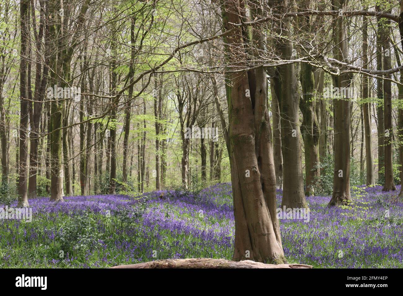 Bluebell Drifts - West Woods, Wiltshire. UK Stock Photo