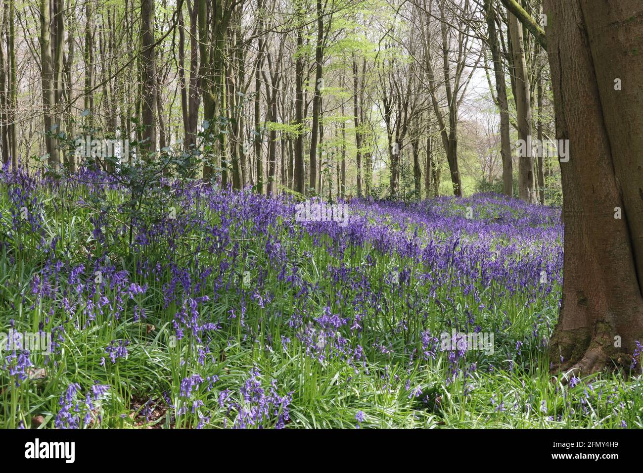 Bluebell Valley - West Woods, Wiltshire. UK Stock Photo