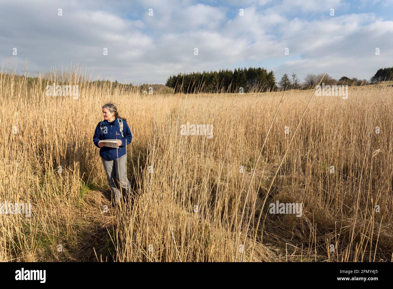 Person walking on path through tall reeds, the Mineries, Somerset, Mendip, UK Stock Photo