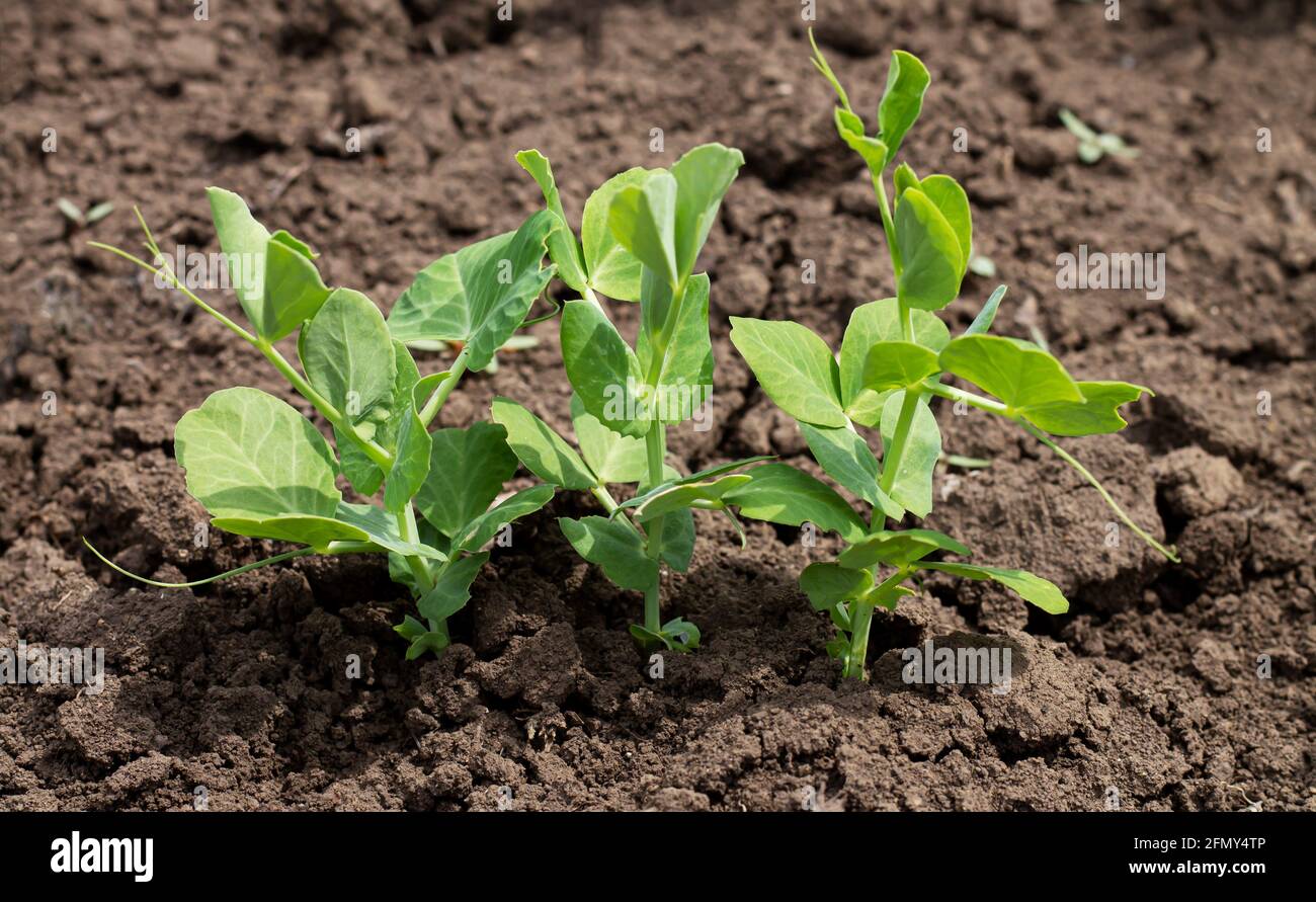 Green pea sprouts germinating in organic garden soil Stock Photo