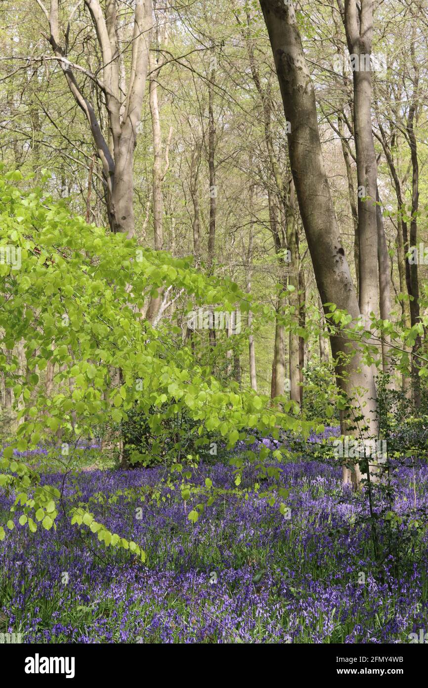 Springtime - West Woods, Wiltshire. UK Stock Photo