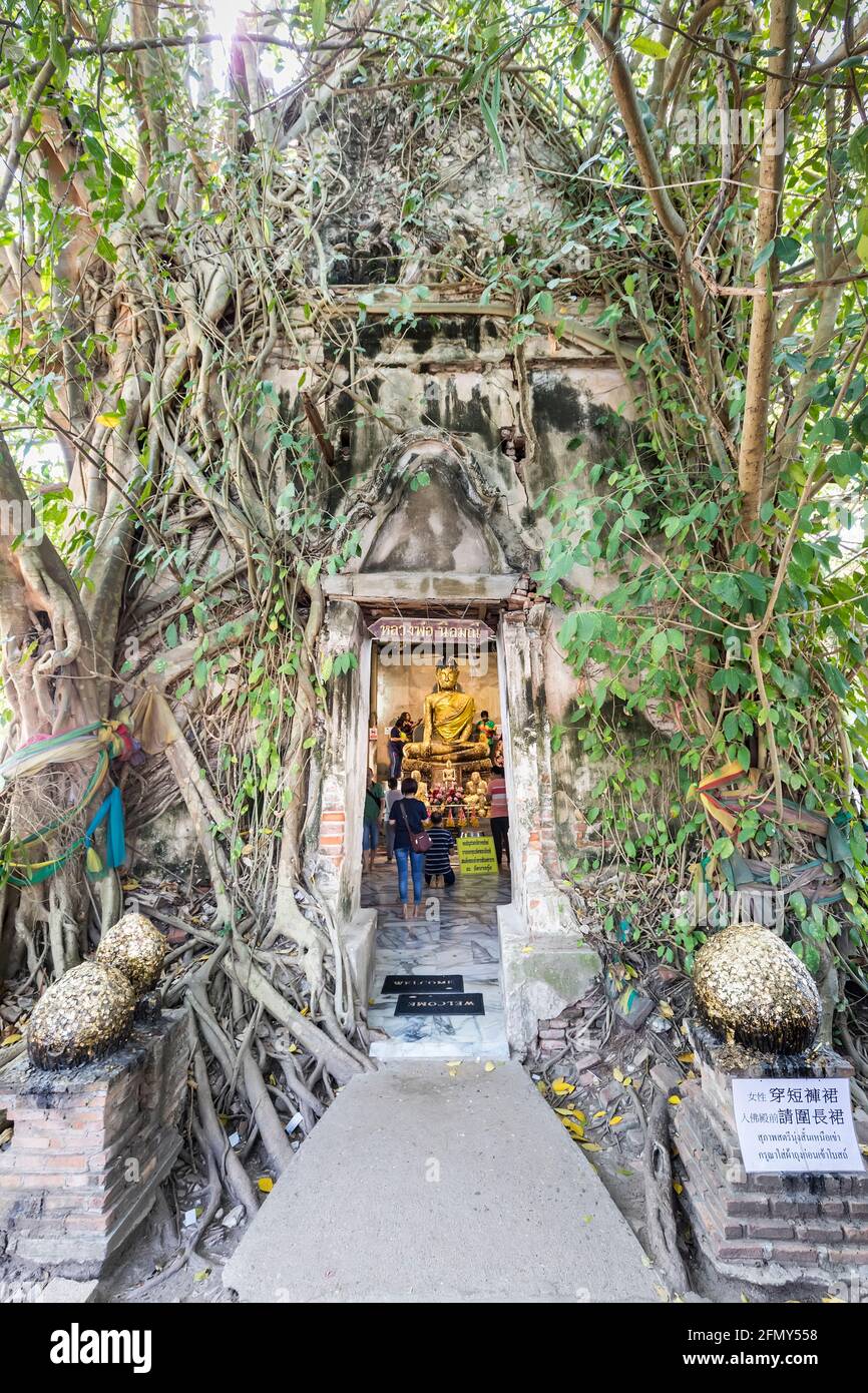 Wat Bang Kung temple, overgrown with fig tree, Thailand Stock Photo