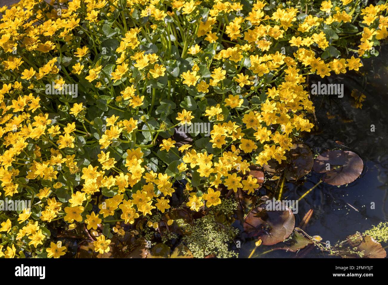 March marigold, Caltha palustris, flowering in pond, Wales, UK Stock Photo