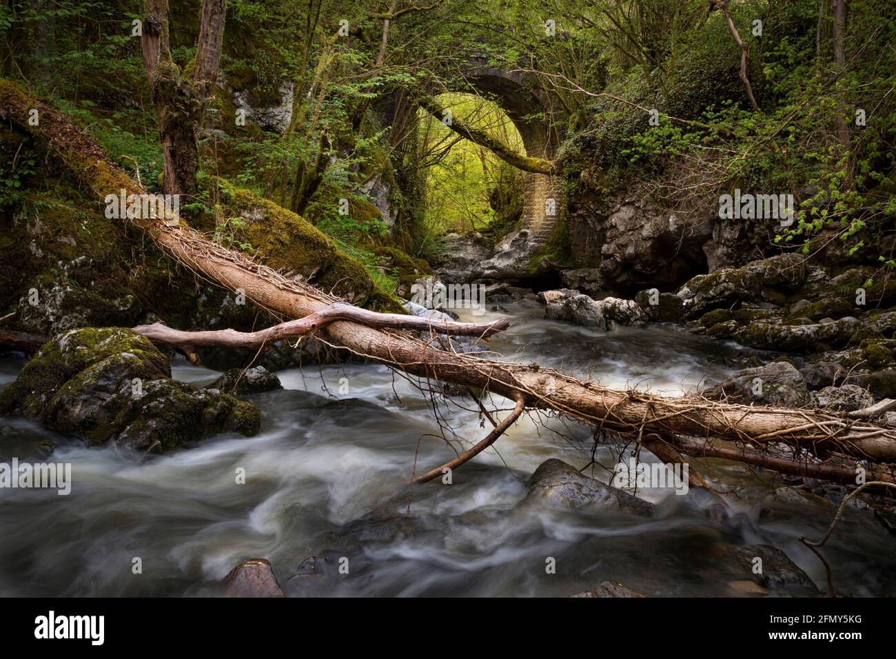 A dead tree spans the river after a landslip on the river bank Stock ...