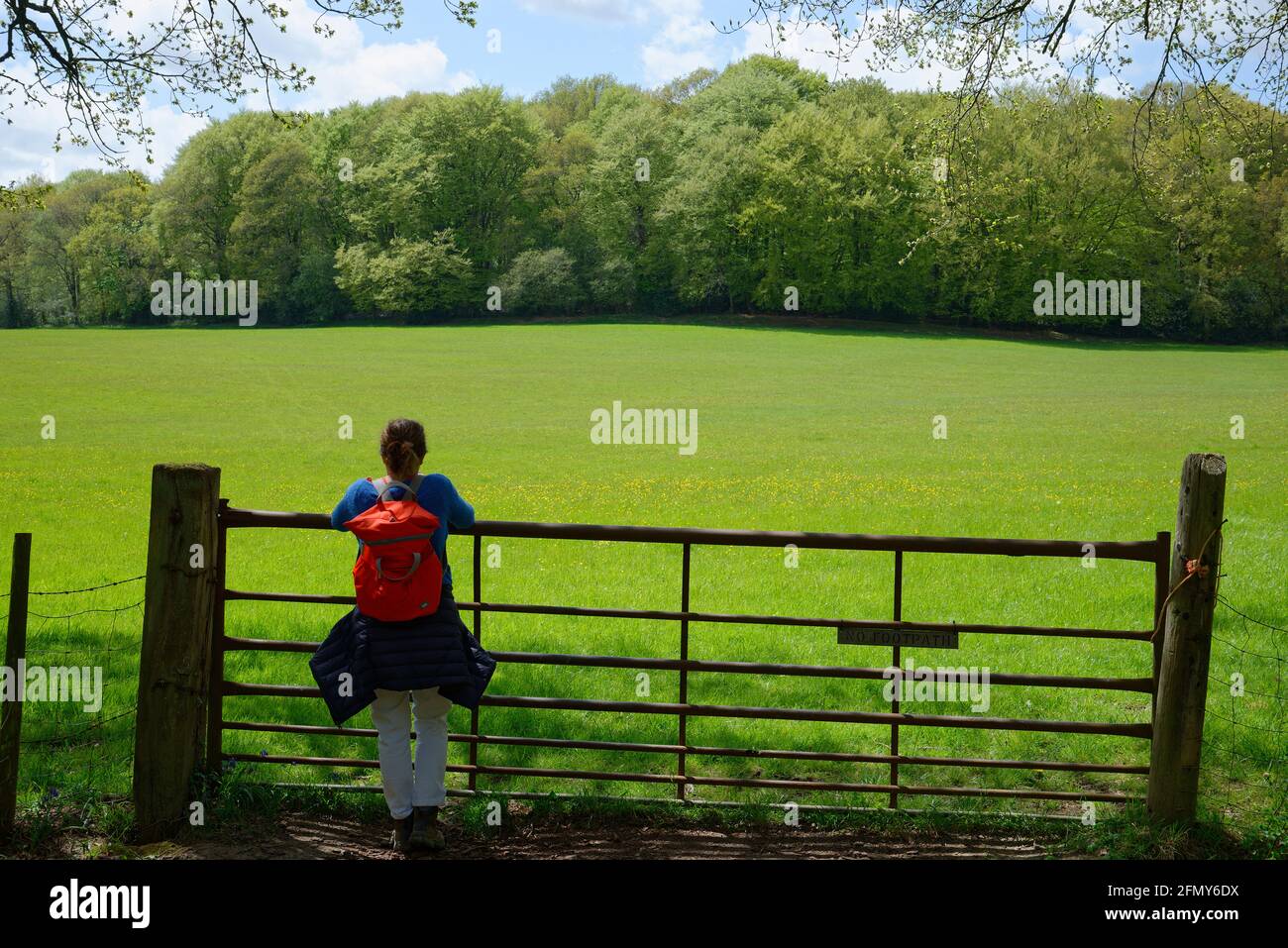 A field gate with a nice springtime view of woods and grassland with buttercup flowers. Woman with an orange rucksack enjoying the view. Stock Photo