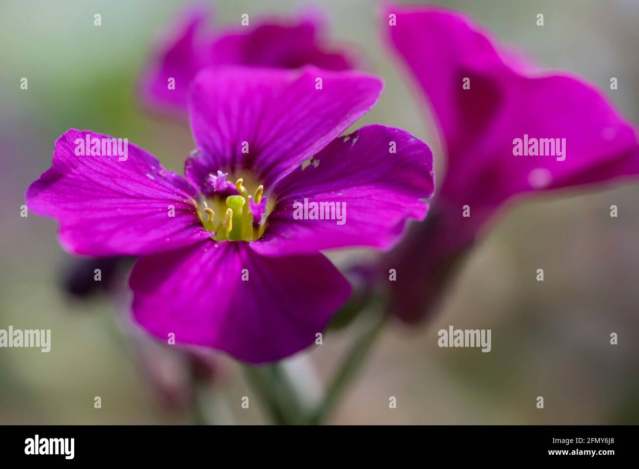 Purple-pink spring bloomer Aubrieta gracilis 'Kitte' with yellow heart. Blurred background Stock Photo