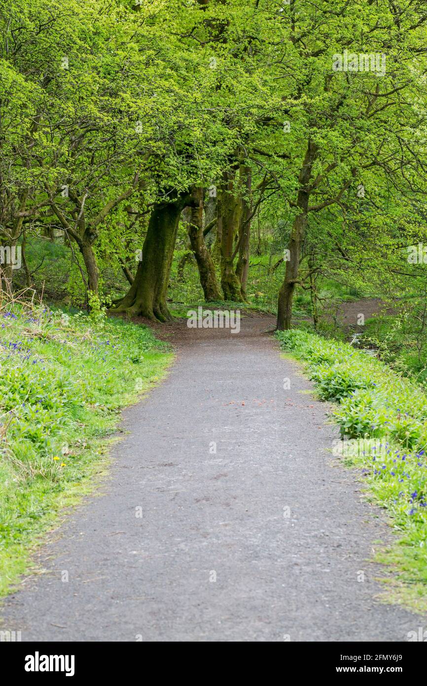 Parkhill Woods footpath in spring on the Semple Trail, Lochwinnoch, Renfrewshire, Scotland, UK Stock Photo