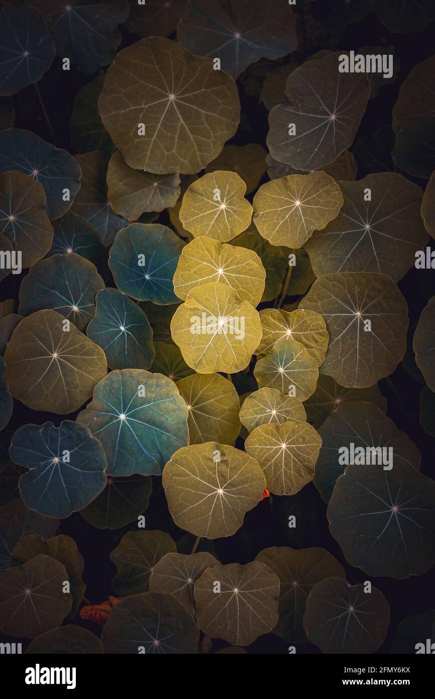 green plant leaves in the nature in spring season Stock Photo - Alamy